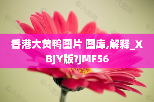 香港大黄鸭图片 图库,解释_XBJY版?JMF56